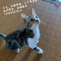 2019年11月杭州领养日线上领养第6榜 猫猫 