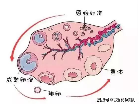 试管婴儿中的卵泡黄素化不破裂综合征是怎么回事 如何引起的 该怎样预防