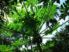 热带雨林的植物有哪些