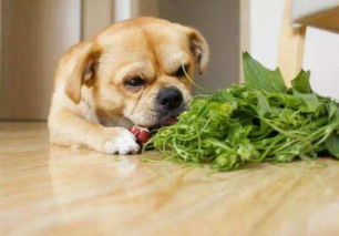 三种蔬菜不能给狗狗吃,非但没营养,可能会要了它们的命 