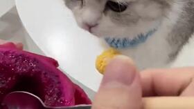 一只吃火龙果的猫