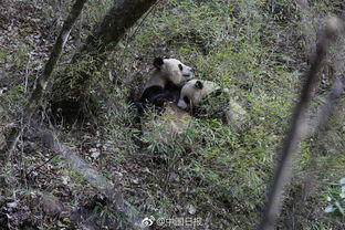 偶遇野生大熊猫母子是种什么体验 
