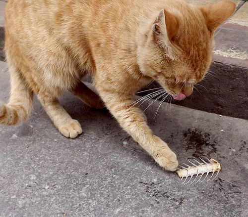 猫咪不能吃的15种食物,小心 中招 了