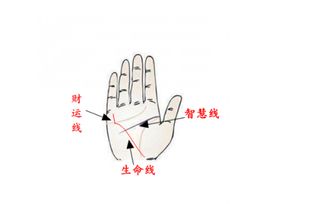 财运线和生命线连接 断断续续者预示肠胃不好