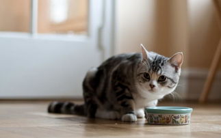 猫咪喜欢吃什么,猫咪喜欢吃什么食物除了猫粮