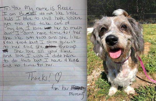 13岁老狗被遗弃,身边留下的弃养信却让人不知该不该骂