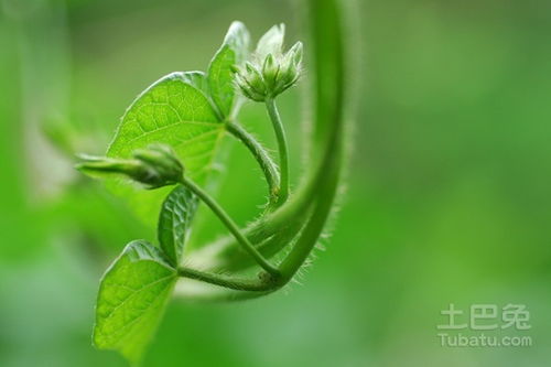 绿色植物的作用有哪些