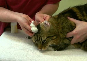 猫咪体检预约难还怕错过 学会七种方法,在家也能为爱猫检查身体
