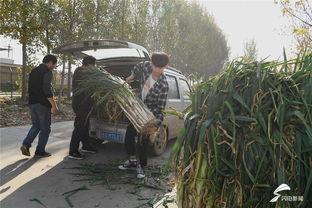 大葱也疯狂 章丘大葱首次 牵手 电商平台征战双十一