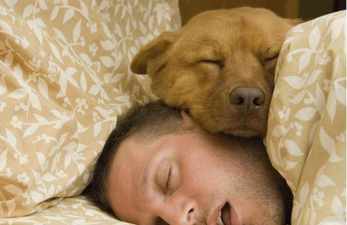 长见识 睡姿也能看你的运势,第三种睡姿最好命