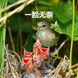 这些鸟爸鸟妈是高颜值,但它们的鸟宝宝 丑啊