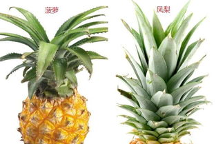 凤梨和菠萝的区别有哪些 凤梨和菠萝有什么异同点