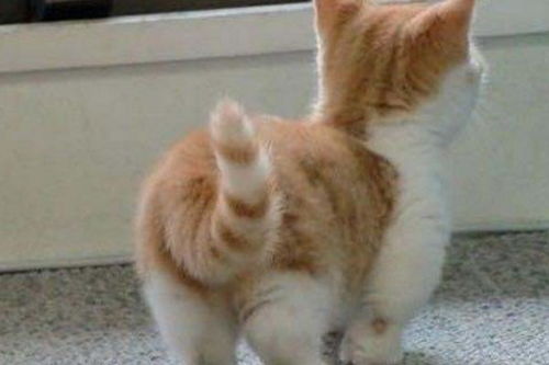 猫咪喜欢翘屁股 可能是你摸到了它的屁股,产生了条件反射