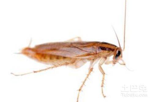 如何除蟑螂预防蟑螂的方法介绍