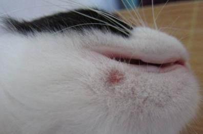 养猫的注意了,以下病是人畜共患,不注意这些很容易会被猫咪传染