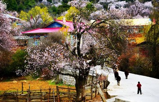 石经寺免费停车场,龙泉驿看桃花怎么走