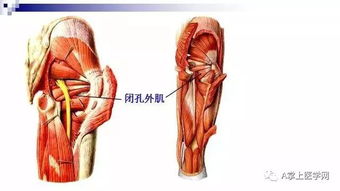 最清晰的肌肉解剖图第二部分 髋部 腿部下肢部位 