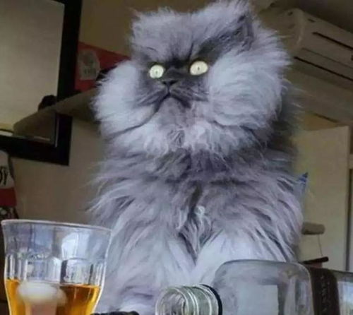 猫咪也爱喝酒 其实它的肝脏无法对付酒精,喝酒如喝毒