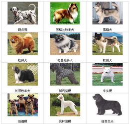 北京城六区严查大型犬烈性犬 被查获将没收罚款 