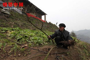 刘支吉 做梦都想在马路上捡到钱