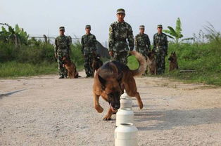 功勋犬是什么犬 功勋犬去世有军人的告别仪式