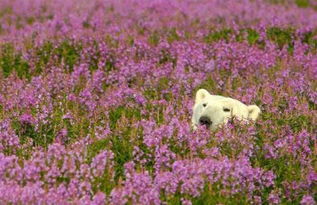 加拿大北极熊快乐地嬉戏哈德逊湾花海