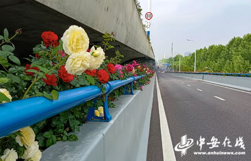 合肥 鲜花开满高架桥 