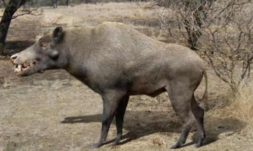 地球史上最霸气的 猪 ,体型堪比一头牛,咬合力是老虎的5倍