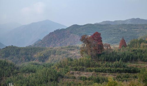 杭州周边的美景 秋天的指南村,这个季节最值得去的旅行目的地