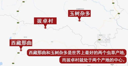 以前每年7，8份月份的"；双抢"；是指长江中下游平原吗？