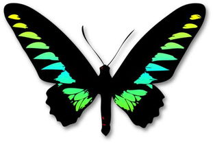 求一个蝴蝶翅膀符号让我复制一下 