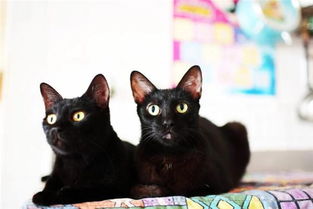 梦见两只黑猫是什么意思梦到两只黑猫好不好(梦到两只黑色的猫是什么意思)
