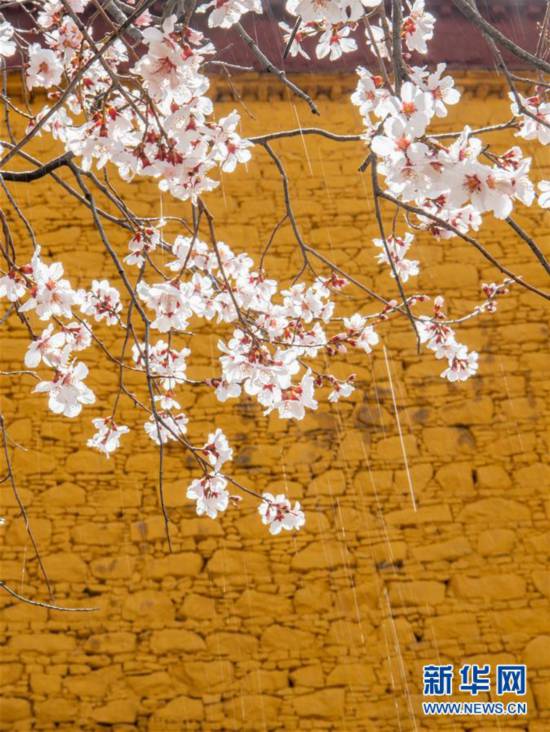 西藏 山寺桃花开 