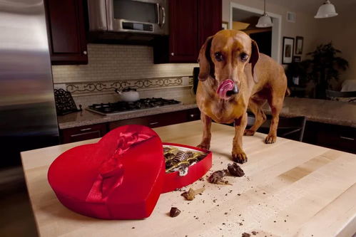狗狗吃巧克力怎么解毒,狗吃了巧克力怎么办补救