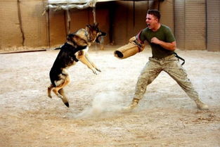 美军军犬曾参加猎杀拉登 一件背心价格达2万美元 