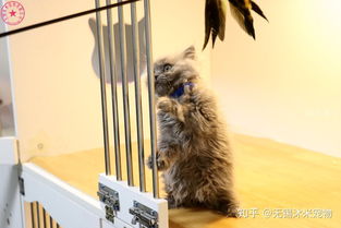 杭州英短正规一点的猫舍大概多少钱啊,有没有推荐的猫舍,可以上门挑选,具有售后的 