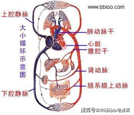 心房血管分布 血液循环系统精华彩图