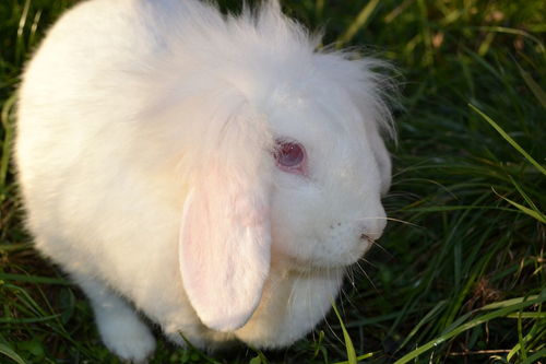 兔子多少钱一斤 