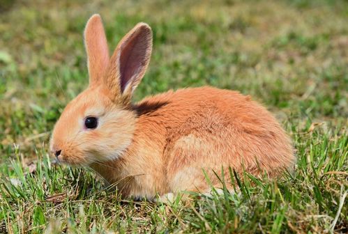 揭露生肖兔的一生宿命 尤其是1963年的,或许这就是命