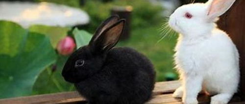 通常情况下兔子的尾巴有多长