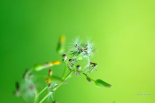 春夏交接,百花争艳 几片小花