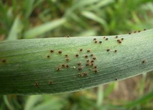 小麦红蜘蛛将进入为害盛期,虫虽小危害重,防治宜早不宜迟