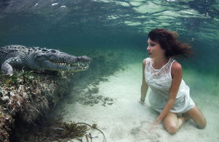 意大利美女模特水下与美洲鳄拍摄 同游嬉戏近距离接触