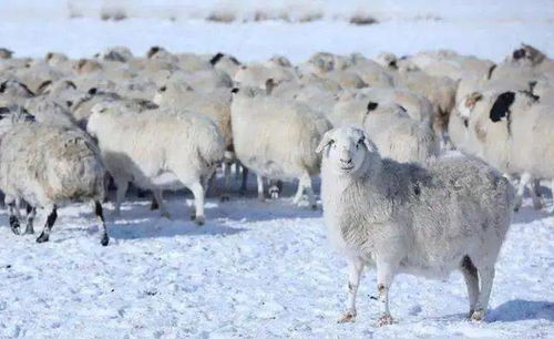 奈曼一牧民129只羊集体走失,有惊无险......