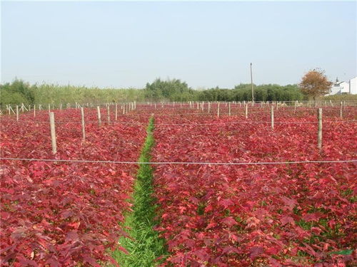 美国红枫基地 红枫 好苗会生态农业 