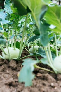 新疆种植蔬菜品种图片（新疆种植蔬菜