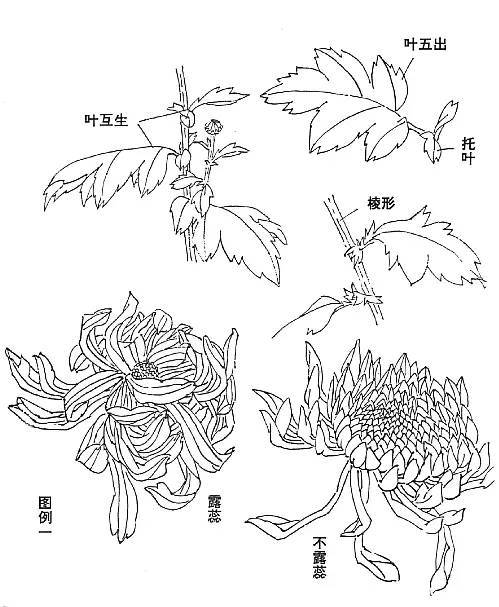 简单的菊花怎么画,菊花图片绘画？