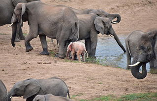 南非游客拍下罕见粉色小象 肤色因白化病引起