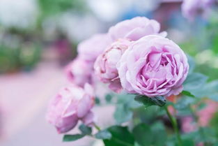 什么颜色的玫瑰最浪漫？