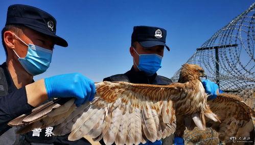 新疆阿勒泰民警救助保护动物阿尔泰隼 